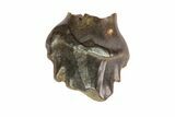 Ankylosaur Tooth - Hell Creek Formation, SD #81318-1